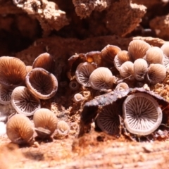 Resupinatus at Mount Majura - 14 Apr 2024 by CanberraFungiGroup