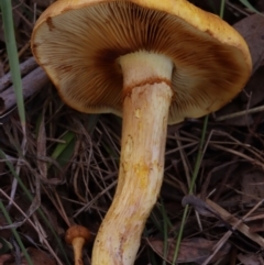 Gymnopilus junonius (Spectacular Rustgill) at Hackett, ACT - 14 Apr 2024 by CanberraFungiGroup