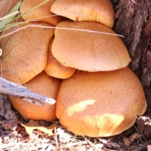 Gymnopilus junonius at Mount Majura - 14 Apr 2024