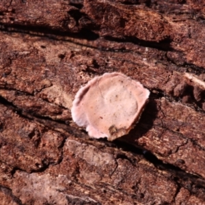 Xylobolus illudens (Purplish Stereum) at Hackett, ACT by CanberraFungiGroup