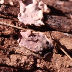 Xylobolus illudens at Mount Majura - 14 Apr 2024