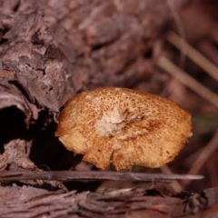 Lentinus arcularius (Fringed Polypore) at Mount Majura - 14 Apr 2024 by CanberraFungiGroup