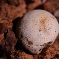 Bovista (A puffball) at Hackett, ACT - 14 Apr 2024 by CanberraFungiGroup