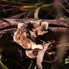 Unidentified Pored or somewhat maze-like on underside [bracket polypores] at Hackett, ACT - 14 Apr 2024 by CanberraFungiGroup