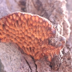 Hexagonia vesparia (Wasp Nest Polypore) at Mount Majura - 14 Apr 2024 by CanberraFungiGroup