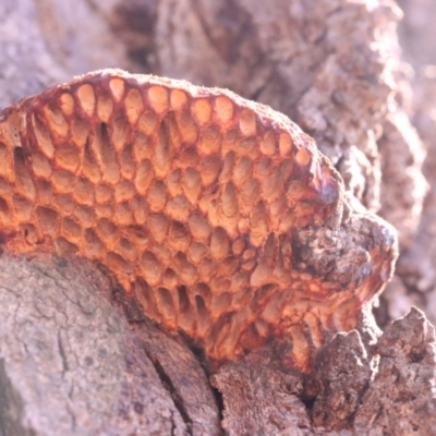 Hexagonia vesparia (Wasp Nest Polypore) at Mount Majura - 14 Apr 2024 by CanberraFungiGroup