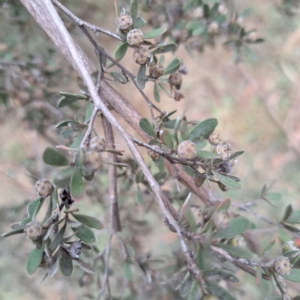 Leptospermum sp. at Evatt, ACT - 4 May 2024 03:46 PM