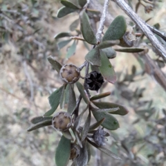 Leptospermum sp. at Evatt, ACT - 4 May 2024 03:46 PM