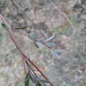 Leptospermum sp. at Evatt, ACT - 4 May 2024 03:46 PM