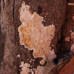 Mariorajchenbergia leucoplaca at Hackett, ACT - 14 Apr 2024 by CanberraFungiGroup