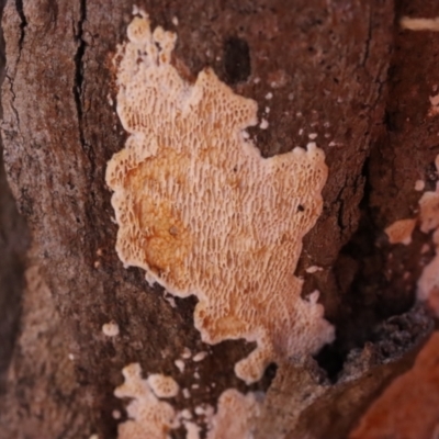 Unidentified Other non-black fungi  at Mount Majura - 14 Apr 2024 by CanberraFungiGroup