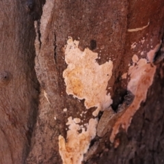 Mariorajchenbergia leucoplaca at Mount Majura - 14 Apr 2024