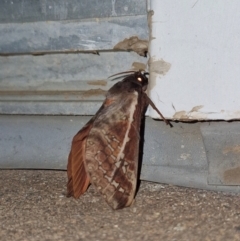 Oxycanus dirempta at Holt, ACT - 4 May 2024