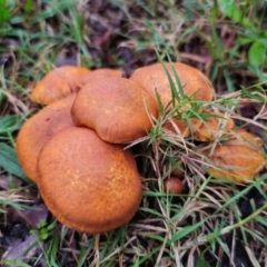 Gymnopilus junonius at Mulgoa, NSW - 4 May 2024 by Csteele4