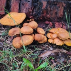 Gymnopilus junonius at Mulgoa, NSW - 4 May 2024 05:10 PM