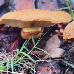 Gymnopilus junonius at Mulgoa, NSW - 4 May 2024 05:10 PM