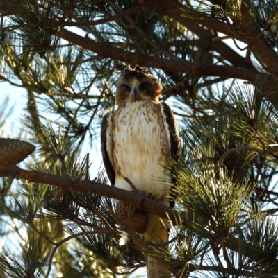 Hieraaetus morphnoides (Little Eagle) by davidcunninghamwildlife