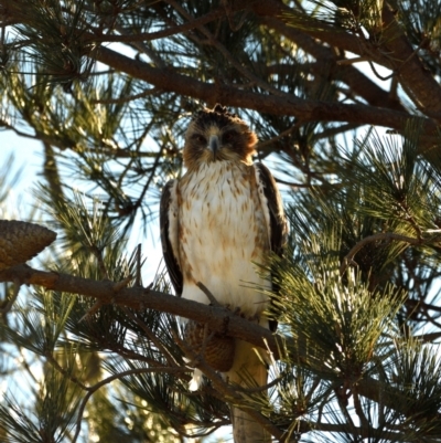 Hieraaetus morphnoides (Little Eagle) at Fyshwick, ACT - 13 Jun 2021 by davidcunninghamwildlife