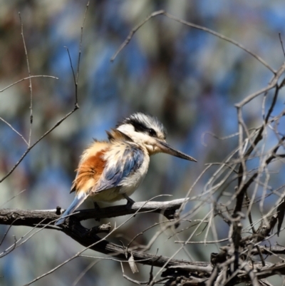 Todiramphus pyrrhopygius (Red-backed Kingfisher) at Campbell Park Woodland - 8 Oct 2021 by davidcunninghamwildlife