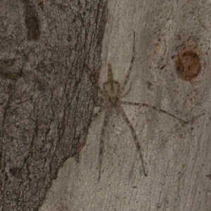 Tamopsis eucalypti at Scullin, ACT - 29 Apr 2024 03:32 PM