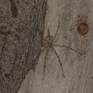 Tamopsis eucalypti (A two-tailed spider) at Scullin, ACT by AlisonMilton