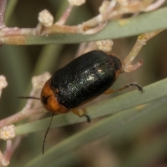 Aporocera (Aporocera) consors (A leaf beetle) at Scullin, ACT - 29 Apr 2024 by AlisonMilton