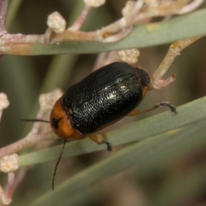 Aporocera (Aporocera) consors (A leaf beetle) at Scullin, ACT by AlisonMilton