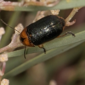 Aporocera (Aporocera) consors at Scullin, ACT - 29 Apr 2024