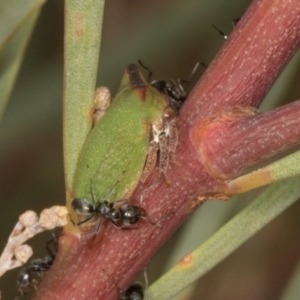 Sextius virescens (Acacia horned treehopper) at Scullin, ACT by AlisonMilton
