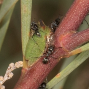 Sextius virescens at Scullin, ACT - 29 Apr 2024