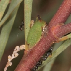 Sextius virescens at Scullin, ACT - 29 Apr 2024 03:29 PM