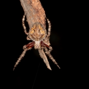 Hortophora sp. (genus) at Scullin, ACT - 29 Apr 2024 04:04 PM