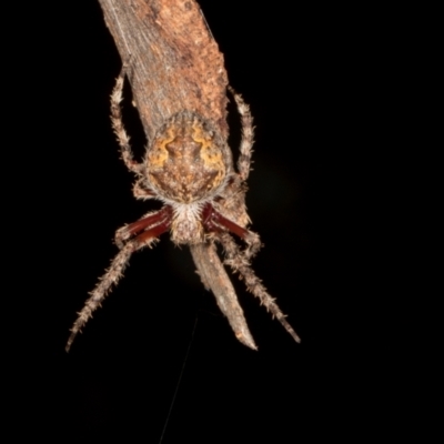 Hortophora sp. (genus) (Garden orb weaver) at Scullin, ACT - 29 Apr 2024 by AlisonMilton