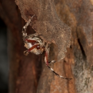 Hortophora sp. (genus) at Scullin, ACT - 29 Apr 2024