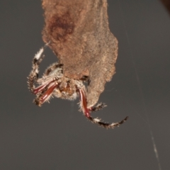 Hortophora sp. (genus) at Scullin, ACT - 29 Apr 2024