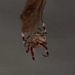 Hortophora sp. (genus) at Scullin, ACT - 29 Apr 2024 04:04 PM