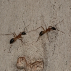 Camponotus consobrinus (Banded sugar ant) at Scullin, ACT - 29 Apr 2024 by AlisonMilton