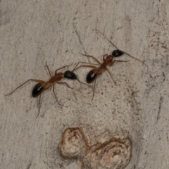 Camponotus consobrinus at Scullin, ACT - 29 Apr 2024