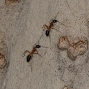 Camponotus consobrinus at Scullin, ACT - 29 Apr 2024