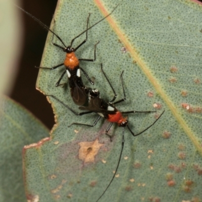 Trilaccus mimeticus (Braconid-mimic plant bug) at Scullin, ACT - 29 Apr 2024 by AlisonMilton