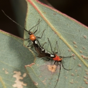 Trilaccus mimeticus at Scullin, ACT - 29 Apr 2024