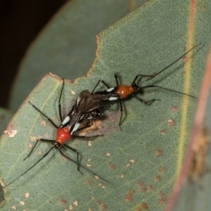 Trilaccus mimeticus at Scullin, ACT - 29 Apr 2024