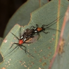 Trilaccus mimeticus at Scullin, ACT - 29 Apr 2024