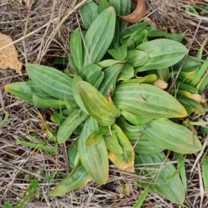 Centaurium erythraea at The Pinnacle - 30 Apr 2024 11:52 AM