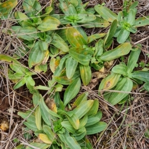 Centaurium erythraea at The Pinnacle - 30 Apr 2024 11:52 AM