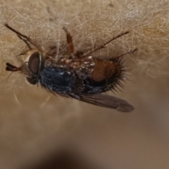 Chaetophthalmus sp. (genus) (A bristle fly) at Bungendore, NSW - 4 May 2024 by clarehoneydove