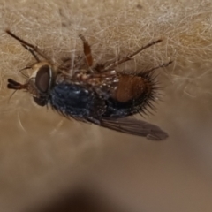 Chaetophthalmus sp. (genus) (A bristle fly) at QPRC LGA - 4 May 2024 by clarehoneydove