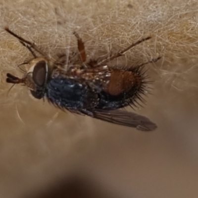 Chaetophthalmus sp. (genus) (A bristle fly) at Bungendore, NSW - 4 May 2024 by clarehoneydove