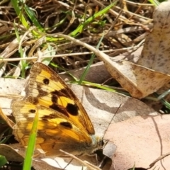 Heteronympha merope at Bungendore, NSW - 2 May 2024 by clarehoneydove