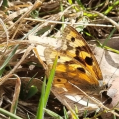 Heteronympha penelope at QPRC LGA - 2 May 2024